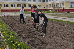 Агрокласс выявляет подходящий сорт картофеля для Уватского климата